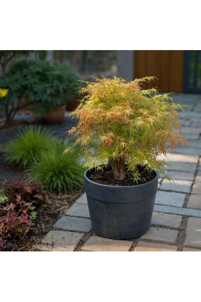 Декоративний японський клен Катсура в саду. 